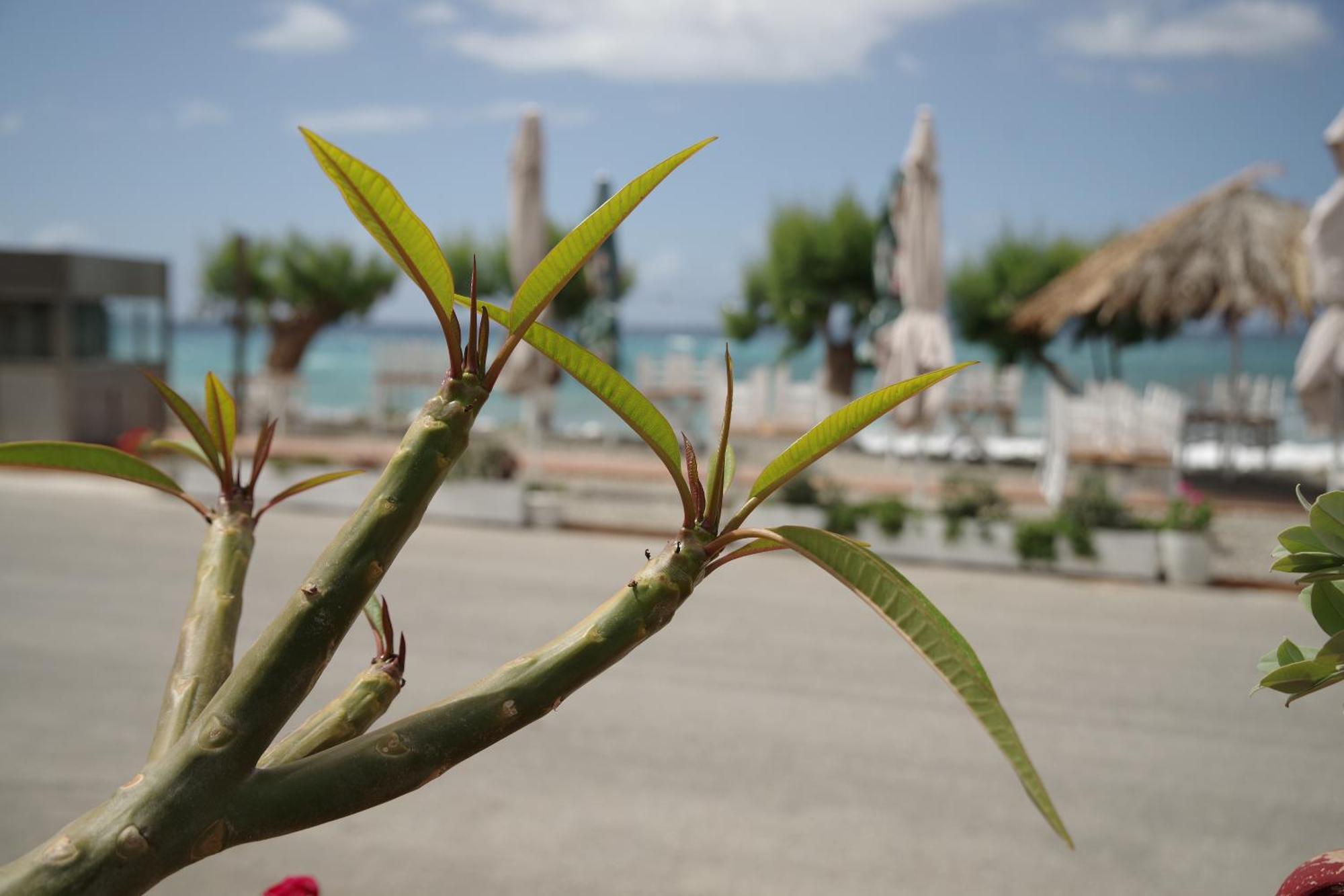 Soso'S Apartments -Vacations Next To The Beach 사리포라다 외부 사진